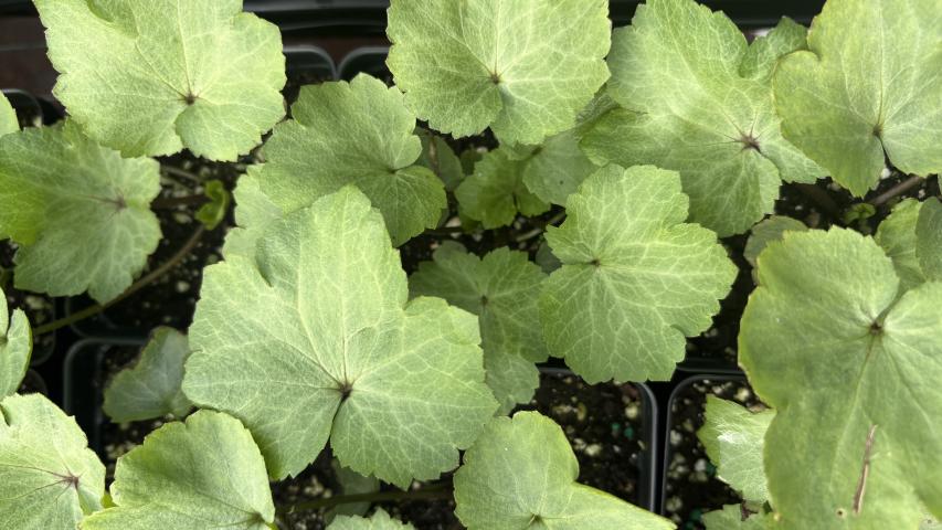 blisterwort maggie