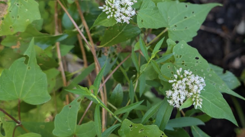 Hemp vine by Heather Coste
