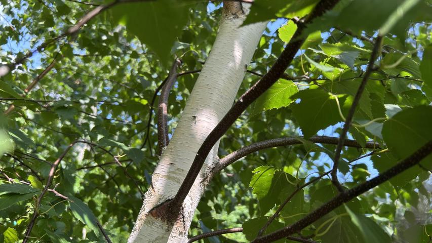 gray birch by Dan Tyska