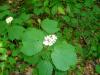 Maple Leaf Viburnum_ Thomas L.Muller@wildflower