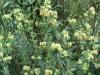 Round-headed bush clover