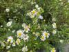 frost aster
