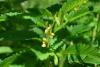Flowers of Sensitive Partridge Pea
