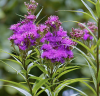 https://nativegardeners.com/products/prairie-ironweed?srsltid=AfmBOorIhElw8GKKxvEIvvLvwwzo1NxDZ-VSp2xOx1HSsiP_-EwiRVyK