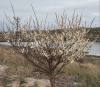 Beach Plum in flower