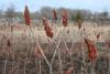 Rhus typhina from Hempstead Plains