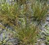 juncus db.