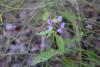 self heal4