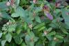 johns wort1