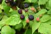 Black Raspberry berry