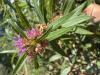 Swamp Loosestrife1