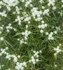 Mtn mint 4