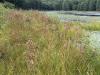Woolgrass Lake George by maggie