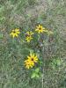 Rudbeckia hirta2