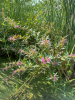 Swamp loosestrife4