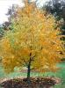 Sweet Birch photo Arbor Day Foundation