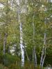 gray birch pleasent runnursery