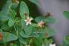 marsh st johns wort