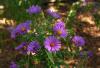 New England Aster 1