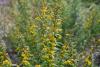 Blue-stemmed Goldenrod by maggie3
