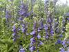blue lobelia 1 maggie