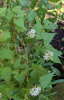 Hemp vine by Heather Coste